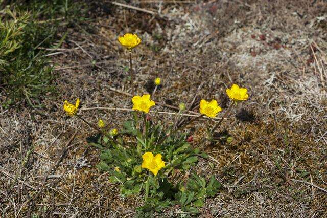 Ranunculus bulbosus L.的圖片