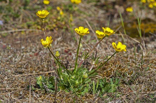 Ranunculus bulbosus L.的圖片