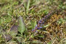 Image of spiked speedwell