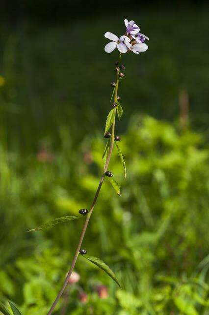 Image of bittercress