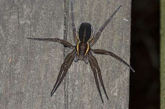 Image of Fishing Spiders