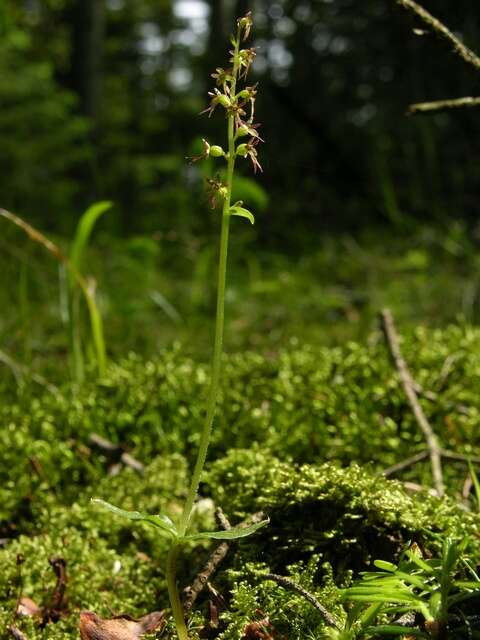 Image of Twayblade