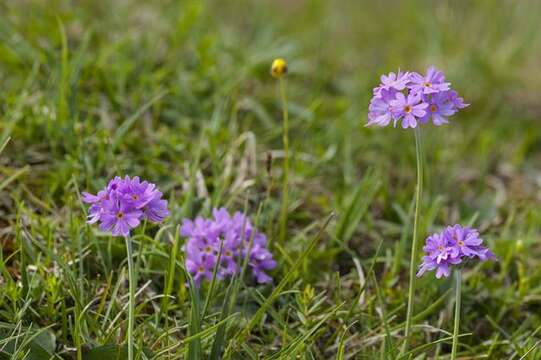 Plancia ëd Primula