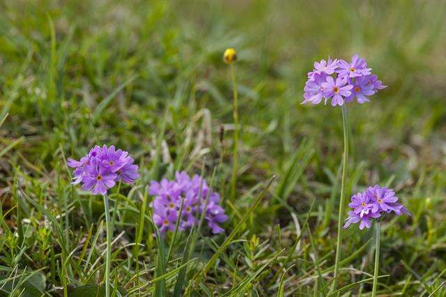 Image of cowslip