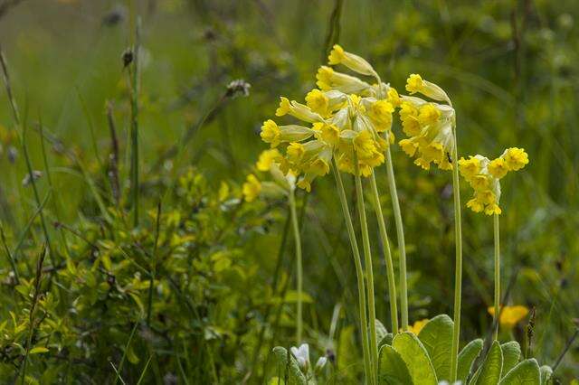 Image of cowslip