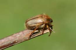 Image of European Chafers