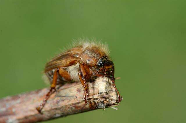 Image of European Chafers