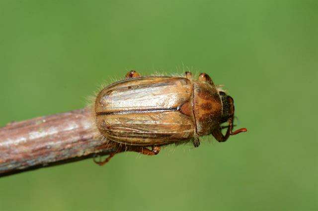 Image of European Chafers
