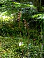 Image of Twayblade