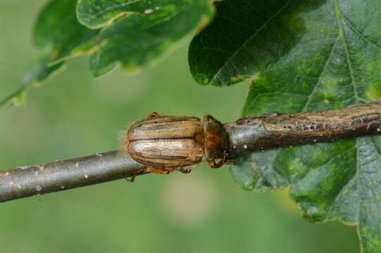 Image of European Chafers