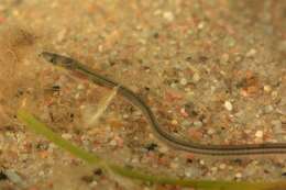 Image of freshwater eels