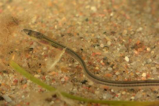 Image of Eel