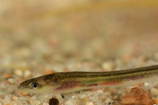 Image of Eel