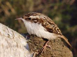 Image of treecreepers