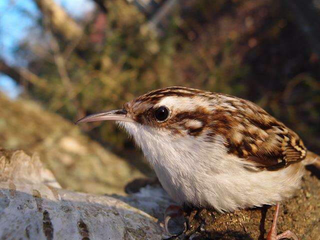 Image of treecreepers