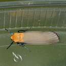 Image of four-spotted footman