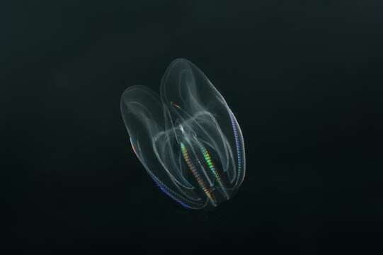 Image of comb jellies