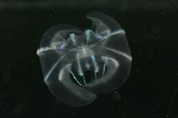 صورة Ctenophora