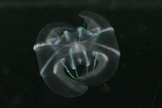 Image of comb jellies