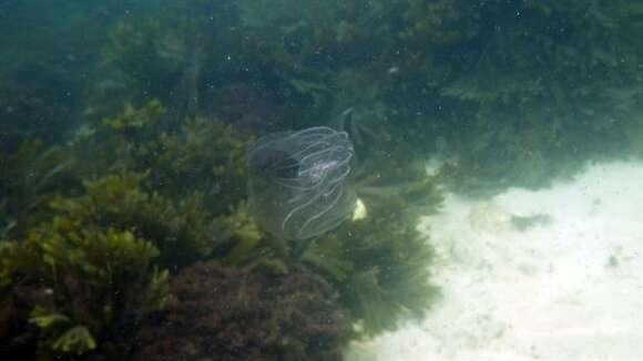 Image of comb jellies