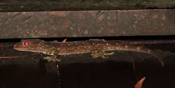 صورة Gekko albofasciolatus (Günther 1867)