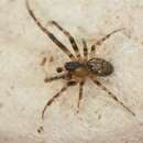 Image of Missing Sector Orb Web Spider