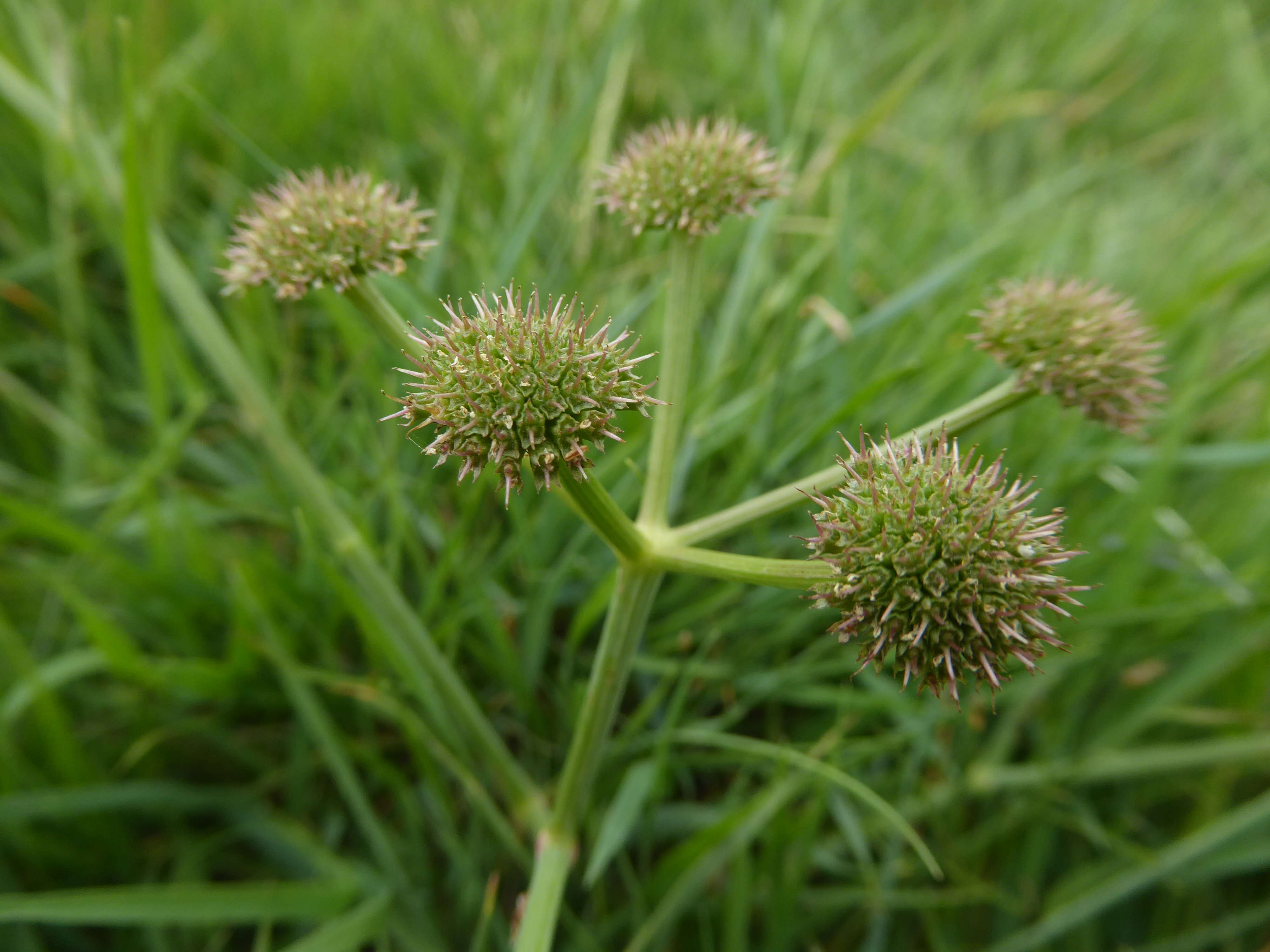 Imagem de Oenanthe silaifolia Bieb.