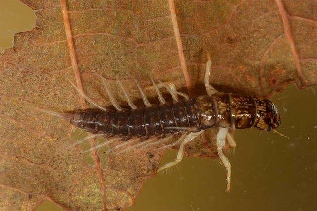 Image of alderflies