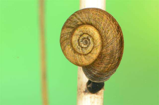 Ramshorn snail - Wikipedia