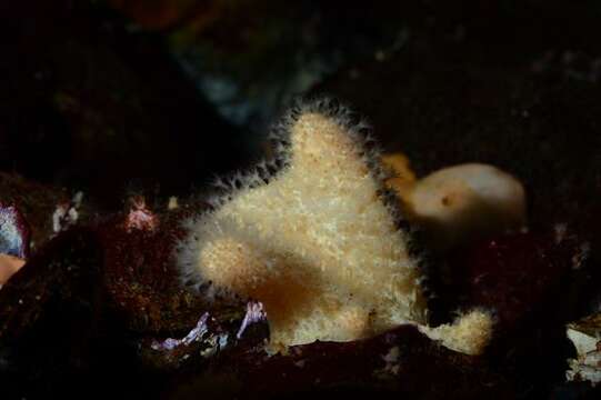 Image of Alcyoniidae Lamouroux 1812