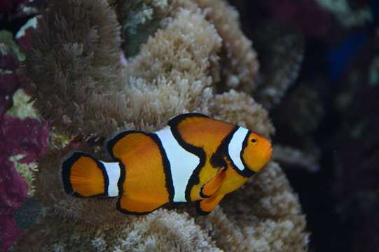 Imagem de Amphiprion