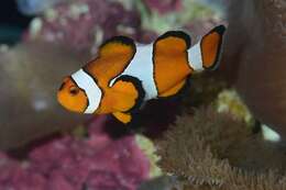 Image of Amphiprion