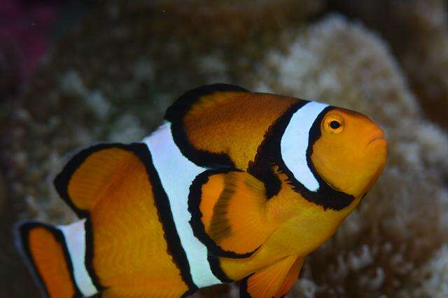 Image of Amphiprion