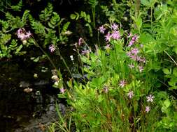 Image of Catchfly