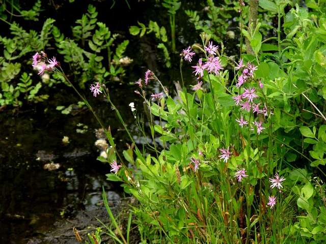 Image of Catchfly