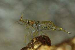 Image of coral shrimp