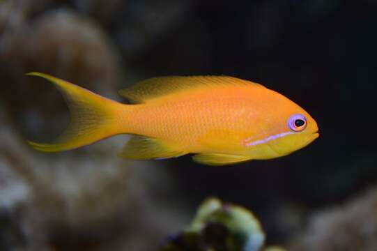 Image of Pseudanthias