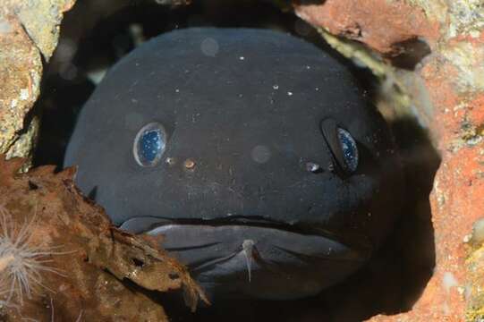 Image of Raniceps Oken 1817