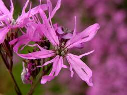 Image of Catchfly