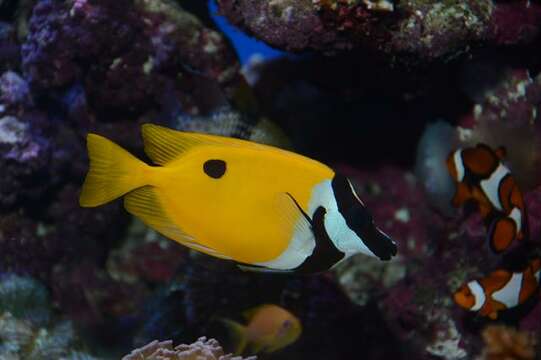 Image of Foxface rabbitfish