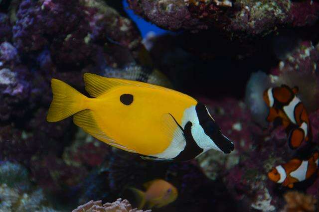 Image of Foxface rabbitfish