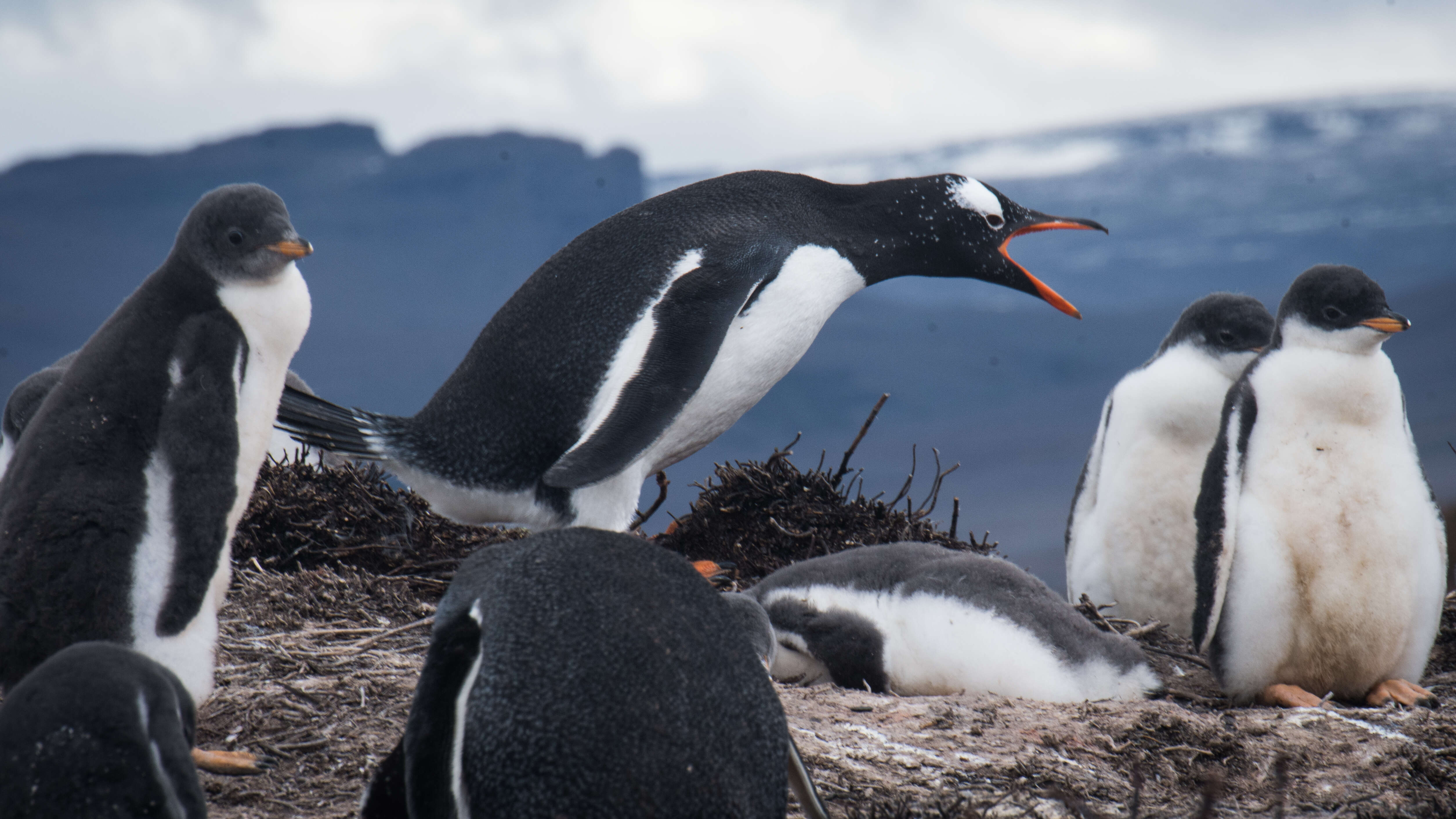 Image of Gentoo Penguin