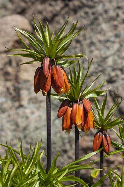 Image of fritillaries