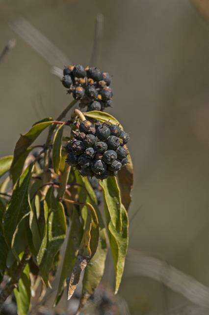 Plancia ëd Hedera