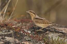 Image of Wryneck