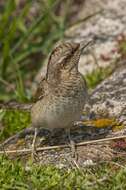 Image of Wryneck