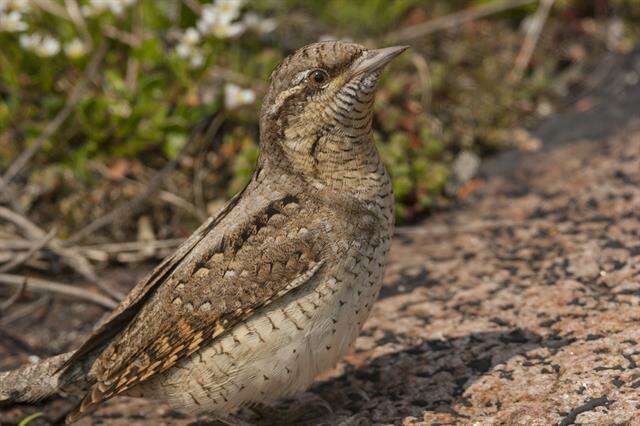 Image of Wryneck