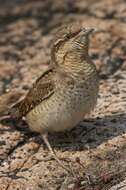 Image of Wryneck