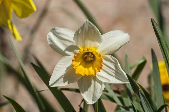 Image of Pheasant's-eye narcissus