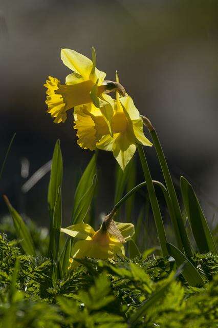 Image of daffodil